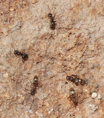 Plagiolepis schmitzii