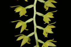 Dendrochilum uncatum