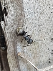 Dolichoderus bispinosus