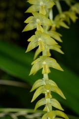 Dendrochilum uncatum
