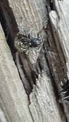 Dolichoderus bispinosus