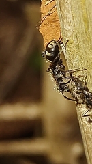 Dolichoderus bispinosus