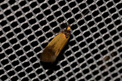 Merocroca automima