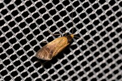 Merocroca automima