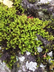 Thuidium peruvianum