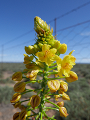 Bulbine abyssinica