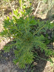 Euphorbia seguieriana