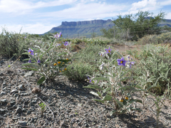 Solanum elaeagnifolium