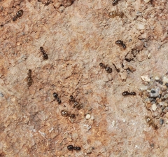 Plagiolepis schmitzii