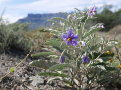 Solanum elaeagnifolium