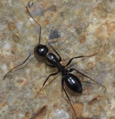 Camponotus sylvaticus