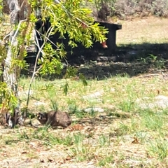 Procavia capensis