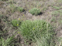 Bulbine abyssinica