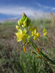 Bulbine abyssinica