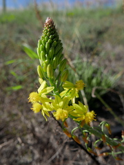 Bulbine abyssinica