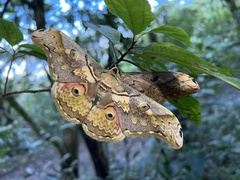 Rinaca thibeta okurai