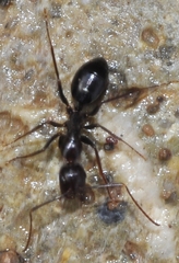 Camponotus sylvaticus