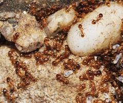 Tetramorium semilaeve