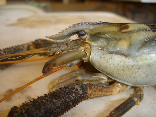 Macrobrachium carcinus
