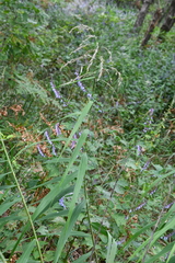 Phragmites japonicus