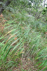 Phragmites japonicus