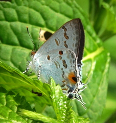 Hypolycaena sipylus