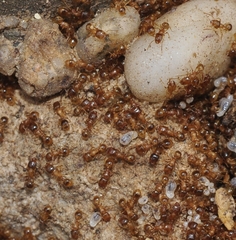 Tetramorium semilaeve