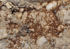 Tetramorium semilaeve