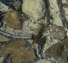 Scutigeromorpha