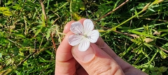 Geranium collinum