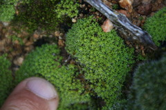 Pseudocrossidium crinitum