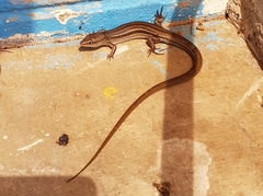 Ctenotus saxatilis