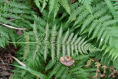 Athyrium yokoscense