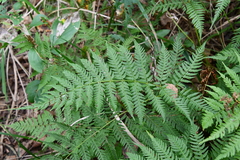 Athyrium yokoscense