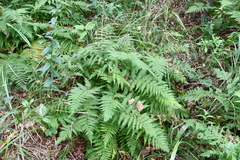 Athyrium yokoscense