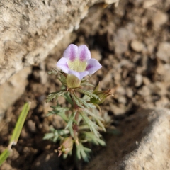 Limnophila indica