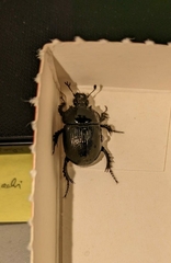 Typhaeus typhoeus