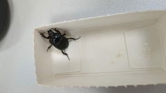 Typhaeus typhoeus