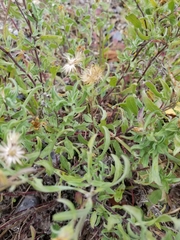 Heterotheca pedunculata