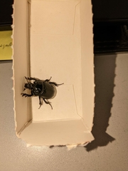 Typhaeus typhoeus