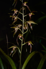 Cymbidium sinense