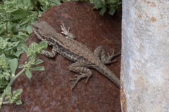 Ctenophorus modestus