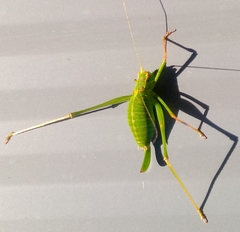 Leptophyes punctatissima