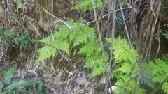 Hypodematium delicatulum