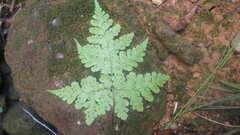 Hypodematium delicatulum