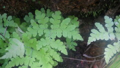 Hypodematium delicatulum