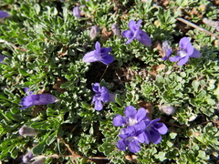 Aptosimum procumbens