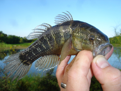 Dormitator maculatus