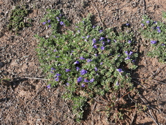 Aptosimum procumbens
