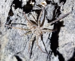 Heteropoda